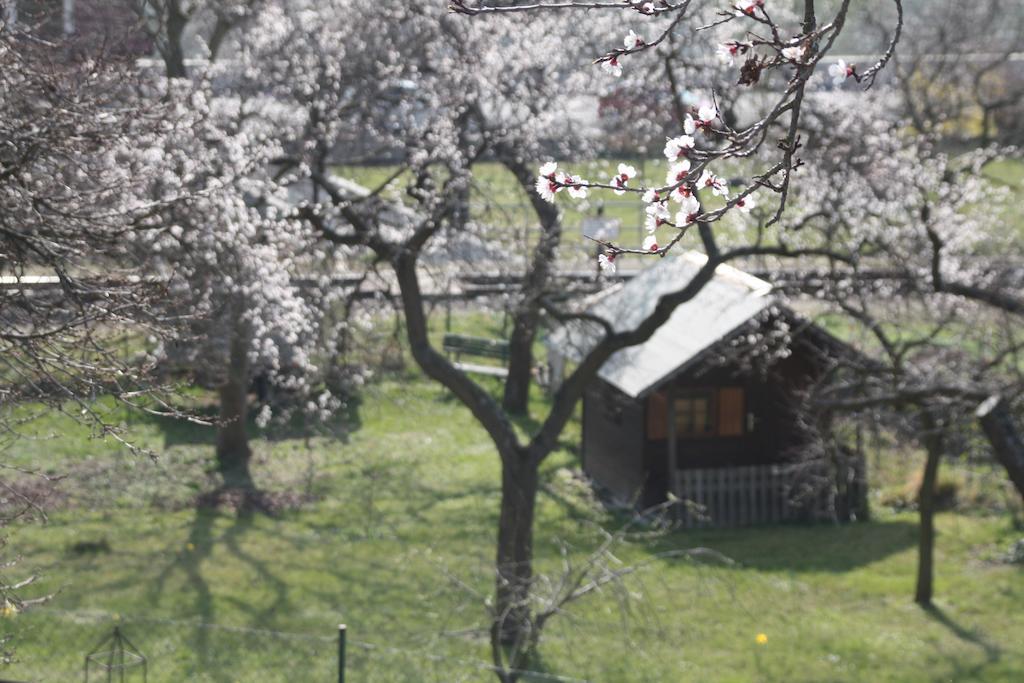 Donauwirt - Hotel Garni Вайсенкирхен ин дер Вахау Екстериор снимка